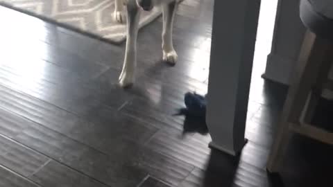 Husky Throws Ultimate Temper Tantrum