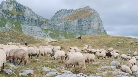 Sheep grazing in the rocky mountains