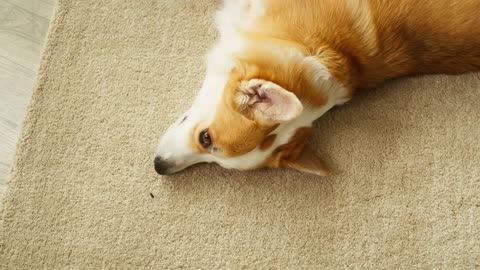 Corgi dog portrait. Little golden puppy lying on carpet, relaxing in living room