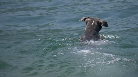 American Staffordshire terrier swimming in a lake