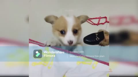 funny dog videos🥭💝🥭💝🍏💐🍏🤩🤩😂🤩😂💝🥭💐😂🤩😂🤩