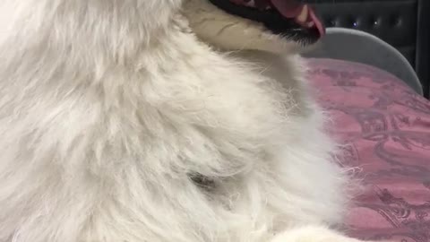 Samoyed dog with big polar bear paws