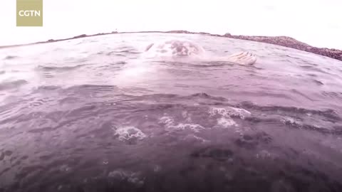 Friendly seal gets playful with diver