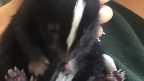 Cute Baby Skunk