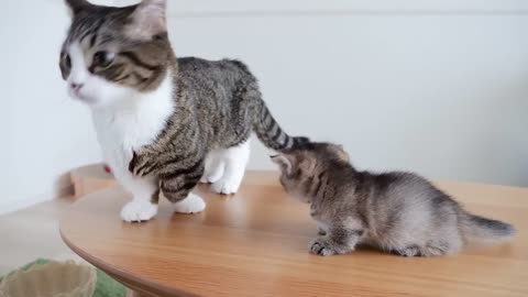 Daddy cat Coco does not hesitate to eat daughter's snack