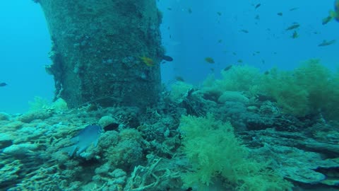Coral reefs and water plants in the Red Sea, Eilat Israel 4
