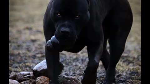 Amazing transformation of Pitbull dog 🔥🔥🔥