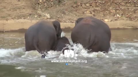 Baby Elephant And Parents Make A Happy Noise While In The River - ElephantNews