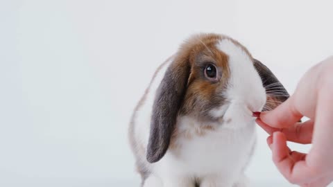 Owner Feeding Miniature Brown And White Flop Eared Rabbit On White Background