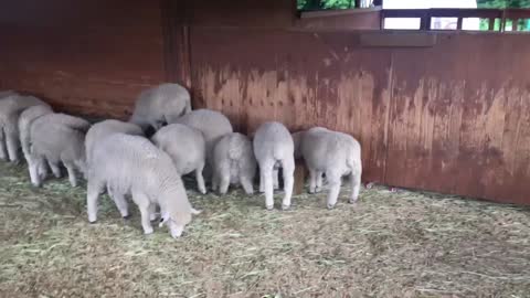 Cute sheep are gathering and feeding affectionately.