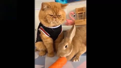 Funny Pets video for make u happy