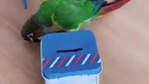Super smart and cute parrot