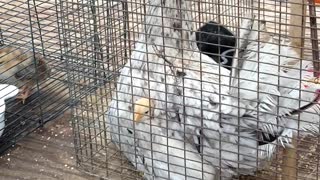 Cute Chick Pops Out of Hen's Feathers