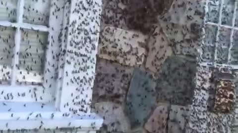 Condo is Utterly Covered in Locusts