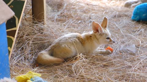 A fox is eating a 🥕 hehe