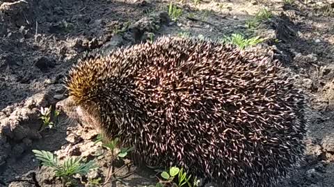 Hog in the morning walking