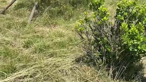 Oddly-shaped tree swaying in the wind