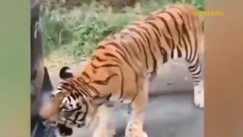 Gorilla vs Tiger