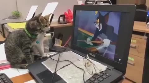 Amazing Video of two cats watching Tom & Jerry