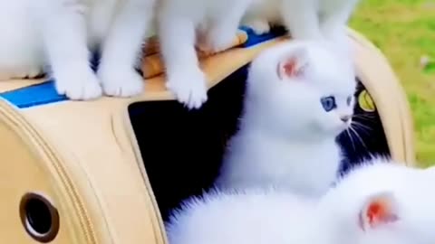 Cute Cat Video and Kittecat Cat Video