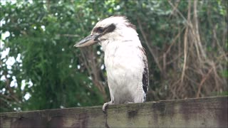 Wildlife at Burleigh Beach, Australia