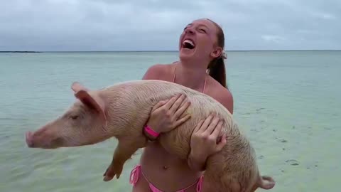 #BRAVEMAS DAY 14 🐷 Swimming with Pigs in the Bahamas/ ED Awareness 💖 #bravegang #shorts #pig