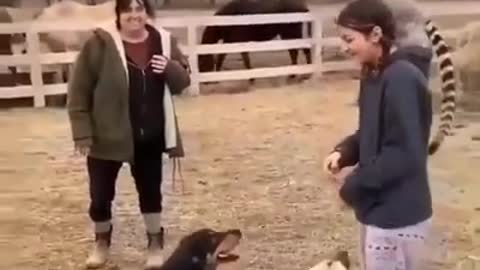 Funny monkey and dog moments, jumbing, dancing and owners laugh