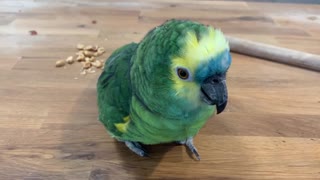Bella The Talking Parrot saying Hello