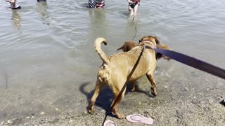Apollo the Puppy's First Swim