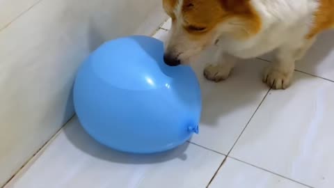 The joy of playing with balloons!