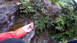 Smoky Mountains And Benguet Blue Berries (Ayosip)