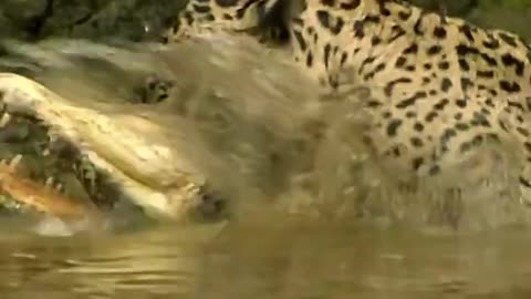Jaguar Hunts Caiman