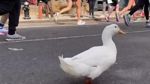 Running duck