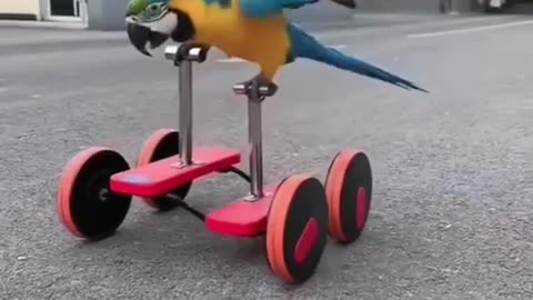 parrot pedaling by on it's specially designed bike