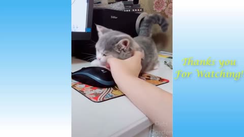 Cute cat plays with computer mouse
