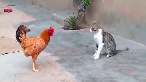 Cat and chicken fight