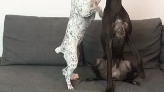 Two dogs on a black couch stand up when owner brings treats