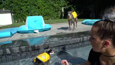 Teaching dog to swim