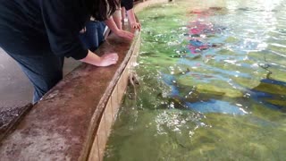 Rays coming out of water at Louisville Zoo in Kentucky