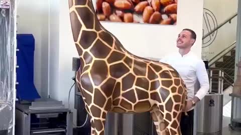 2.52 meter chocolate giraffe!