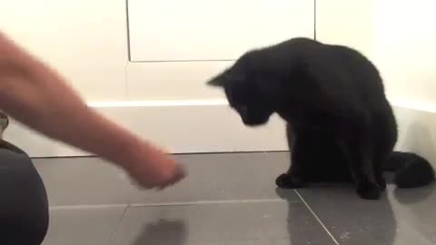 Fist Bump For Your cat