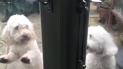 Dogs beg to come back inside in perfect unison