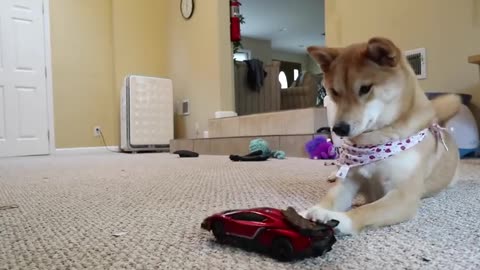 Dog attached rc car