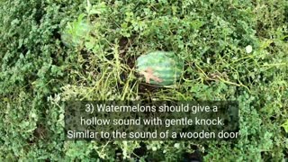 How to Harvest watermelon