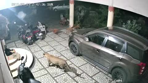 jaguar attacks dog at the door of your house