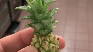 Cute Baby Pineapple