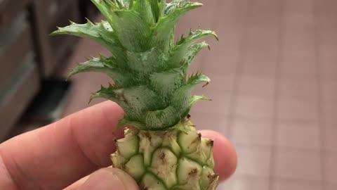 Cute Baby Pineapple