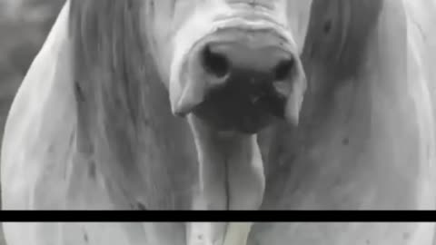 Massive Bull 🐂🤬