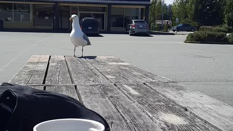 Bored coffee time Hometown Can we eat a Seagull?