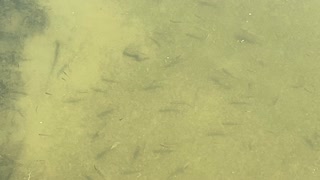 Minnows of the Humber River 21